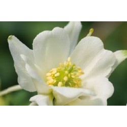 AQUILEGIA caerulea...