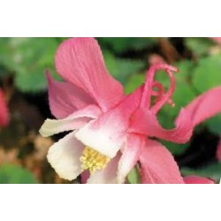 AQUILEGIA caerulea...