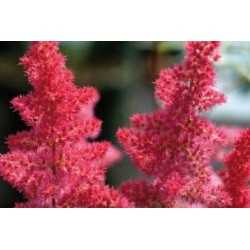 ASTILBE arendsii 'Anita...