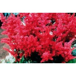 ASTILBE arendsii 'Etna' FF...