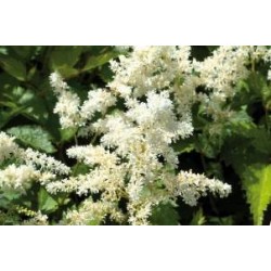 ASTILBE japonica...
