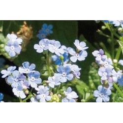 BRUNNERA macrophylla FF C0.65L