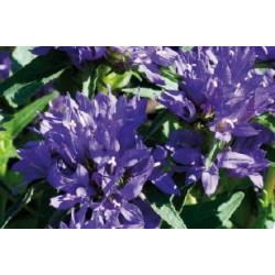 CAMPANULA glomerata FF C0.65L