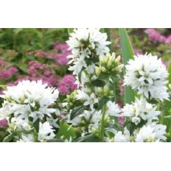 CAMPANULA glomerata 'Alba'...