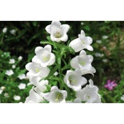 CAMPANULA persicifolia...