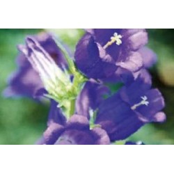 CAMPANULA persicifolia...