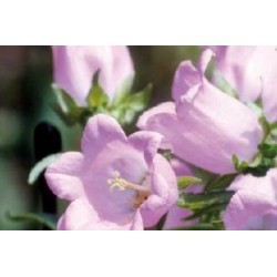 CAMPANULA persicifolia...