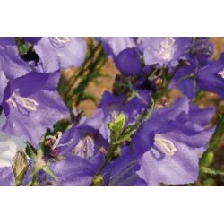 CAMPANULA persicifolia FF...