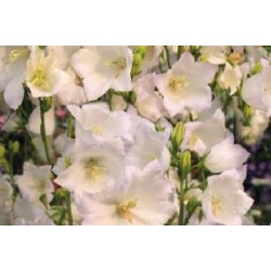 CAMPANULA persicifolia...