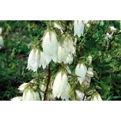 CAMPANULA tachasamense FF...