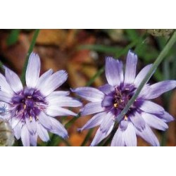 CATANANCHE caerulea FF C0.65L