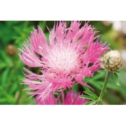 CENTAUREA dealbata FF C0.65L