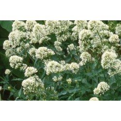 CENTRANTHUS ruber 'Albus'...