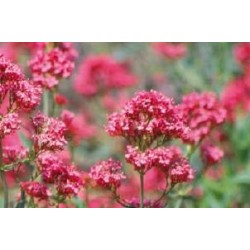 CENTRANTHUS ruber...
