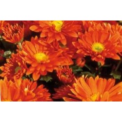 CHRYSANTHEMUM 'Scarlet' FF...