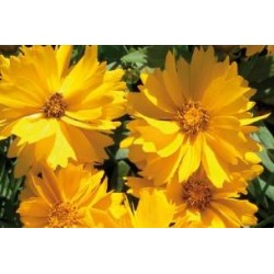COREOPSIS grandiflora...