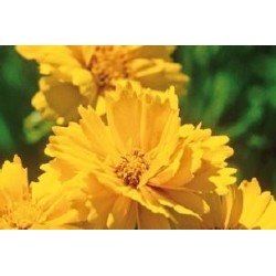COREOPSIS grandiflora...
