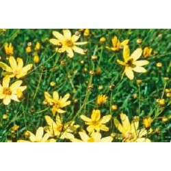 COREOPSIS verticillata...