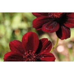 COSMOS atrosanguineus...
