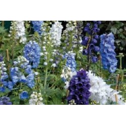 DELPHINIUM assorti FF C0.65L
