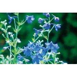 DELPHINIUM FF C0.65L