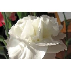 OEILLET des Fleuristes FF...