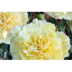 OEILLET des Fleuristes FF...