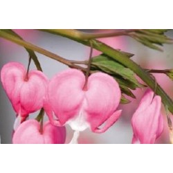 DICENTRA spectabilis FF C0.65L