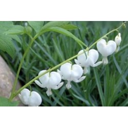 DICENTRA spectabilis 'Alba'...