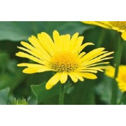 DORONICUM orientale 'Little...