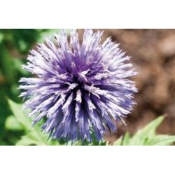 ECHINOPS FF C0.65L
