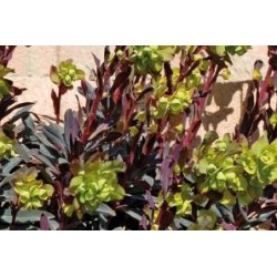 EUPHORBIA amygdaloides FF...