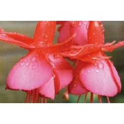 FUCHSIA 'Beacon Rosa' FF...