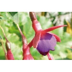 FUCHSIA 'Bernisser Hardy'...