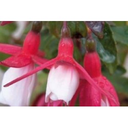 FUCHSIA 'Madame...