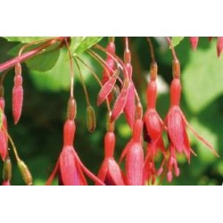 FUCHSIA magellanica...
