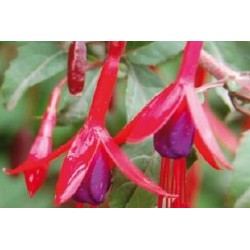FUCHSIA 'Riccartonii' FF...