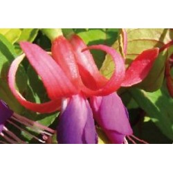 FUCHSIA 'Genii' FF C0.65L