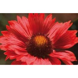 GAILLARDIA grandiflora...