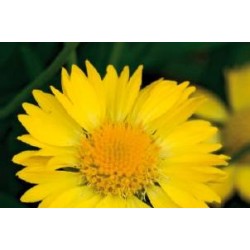 GAILLARDIA 'Chloe' FF C0.65L