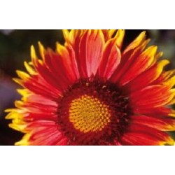 GAILLARDIA 'Royale' FF C0.65L
