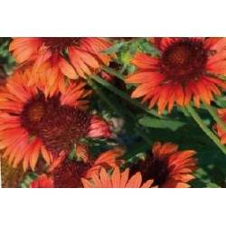 GAILLARDIA grandiflora...