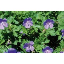 GERANIUM 'Johnson's Blue'...