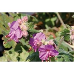 GERANIUM macrorrhizum FF...