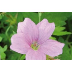 GERANIUM oxonianum...