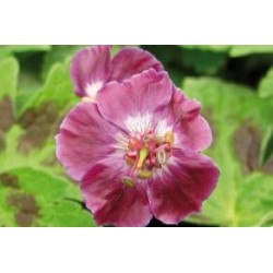 GERANIUM phaeum 'Samobor'...