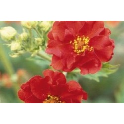 GEUM 'Mrs J Bradshaw' FF...