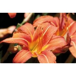 HEMEROCALLIS 'Aten' FF C0.65L