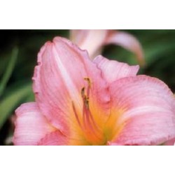 HEMEROCALLIS 'Cara Mia' FF...
