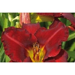 HEMEROCALLIS 'Crimson...
